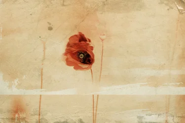 Vintage Red Poppy