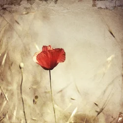 Vintage Red Poppy