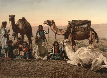 Camels Halting in the Desert, Holy Land, c.1890