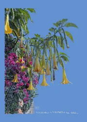 Floripondio, 2022