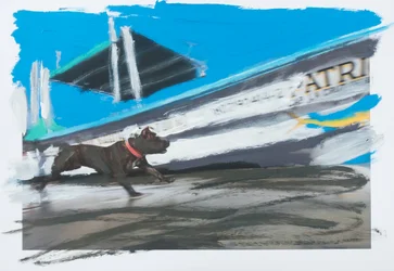 Dog in Sayulita, 2019