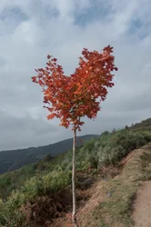 Heart Tree, 2016