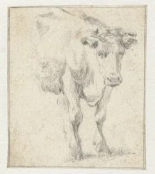Study of a Cow