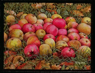 Durnitzhofer Apples, 1993