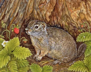 Eagle Creek, Wild Strawberry, Ground Squirrel