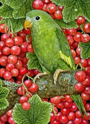 Redcurrant-Parakeet