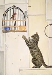 The Essuaira-Bird