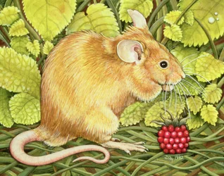 The Raspberry-Mouse