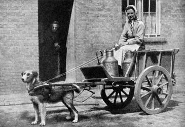 A Belgian Milkwoman on Her Morning Round