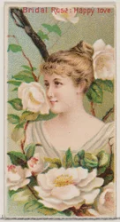 Bridal Rose: Happy Love, from the series Floral Beauties and Language of Flowers