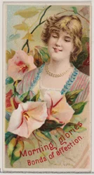 Morning Glories: Bonds of Affection, from the series Floral Beauties and Language of Flowers