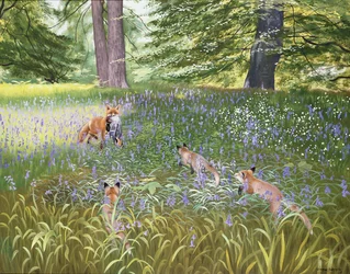 Foxes in Bluebells