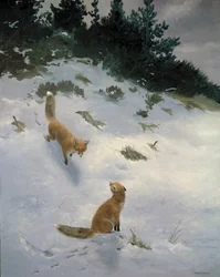 Love at First Sight, Foxes in the Snow