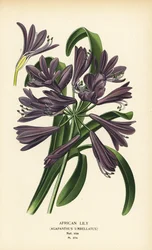 African Lily, Agapanthus africanus (Agapanthus umbellatus). Chromolithograph from an Illustration by Desire Bois from Edward Step’s Favourite Flowers of Garden and Greenhouse, Frederick Warne, London