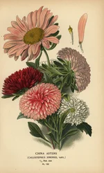 China Aster Varieties, Callistephus x sinensis