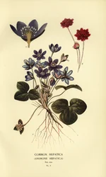 Common Hepatica