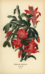 False Christmas cactus, Schlumbergera truncata