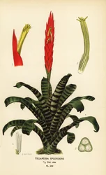 Flaming sword, Vriesea splendens (Tillandsia splendens). Chromolithograph from an illustration by B. Herincq from Edward Step’s Favourite Flowers of Garden and Greenhouse, Frederick Warne, London