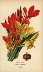 Indian Shot, Canna indica Hybrids. Chromolithograph from an Illustration by Desire Bois from Edward Step’s Favourite Flowers of Garden and Greenhouse, Frederick Warne, London
