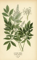 Japanese Spirea, Astilbe japonica