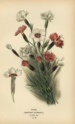 Pink, Dianthus plumarius