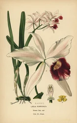 Purple-Stained Laelia Orchid, Cattleya purpurata (Laelia purpurata)