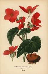Tuberous begonia hybrid