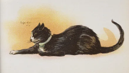 A Cat
