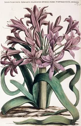 Lillio-Narcissus