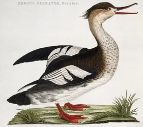 Mergus Serrator, Female