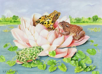 Water Lily, 1998