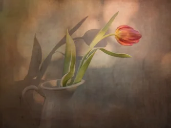 Warm Tulip Shadows