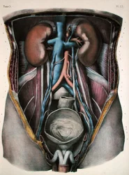 The kidneys and bladder, plate from 