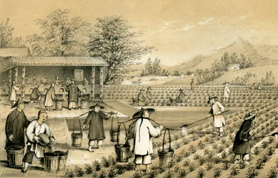 Culture and Preparation of Tea, China, 1847