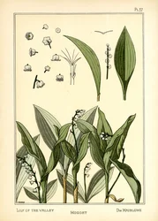 The Lily of the Valley