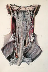 Cross-section of the Neck, Plate from 