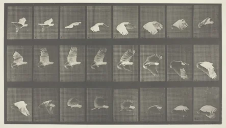 Animal Locomotion, Plate 758, 1887