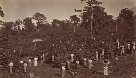 Coffee Harvesting, Las Nubes-Guatemala, 1875