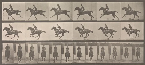 Horse and Rider Galloping
