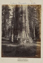 Mammoth Tree Grove, Calaveras County, California. Abraham Lincoln. 320 Feet High, 54 Feet in Circumference