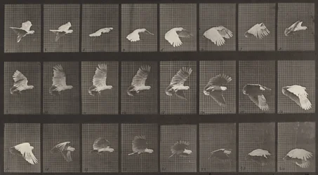 Cockatoo Flying (Plate Number 758)
