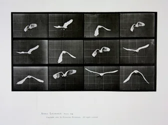 Bird in Flight, plate 762 from 