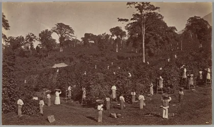 Coffee Harvesting, Las Nubes, Guatemala