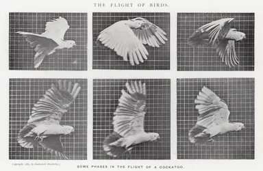 Eadweard Muybridge: The Flight of Birds (b/w photo)