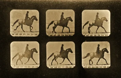 Horses. Irregular, 