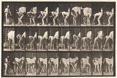 Plate 508. Shoeing a Horse