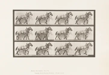 Hauling; Dark-Gray Belgian Horse Billy, 1885