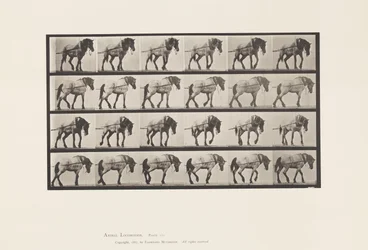 Hauling; Dark-Gray Belgian Horse Hansel, 1885