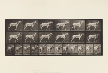 Hauling; Light-Gray Mare Johnson, 1885