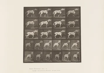 Hauling; Head being Pulled; Light Gray Mare, 1885
